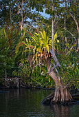 Epiphyte plant blossom, La Tovara National Park, Ramsar Site, Wetlands of International Importance, San Blas Town, Matanchen Bay, Pacific Ocean, Riviera Nayarit, Nayarit state, Mexico, Central America, America
