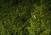 Black-crowned night heron (Nycticorax nycticorax), MARTINETE, La Tovara National Park, Ramsar Site, Wetlands of International Importance, San Blas Town, Matanchen Bay, Pacific Ocean, Riviera Nayarit, Nayarit state, Mexico, Central America, America