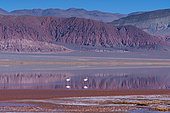 FLAMENCO DE JAMES, PARINA CHICA, Phoenicoparrus jamesi, Laguna Carachi Pampa, El Peñón village, La Puna, Argentina, South America, America