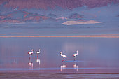 FLAMENCO DE JAMES, PARINA CHICA, Phoenicoparrus jamesi, Laguna Carachi Pampa, El Peñón village, La Puna, Argentina, South America, America