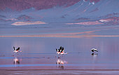 FLAMENCO DE JAMES, PARINA CHICA, Phoenicoparrus jamesi, Laguna Carachi Pampa, El Peñón village, La Puna, Argentina, South America, America