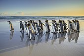 King penguins (Aptenodytes patagonicus), group runs on the beach, Volunteer Point, Falkland Islands, South America