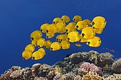Groupe de Poissons-papillons jaunes (Chaetodon semilarvatus), mer Rouge, Egypte