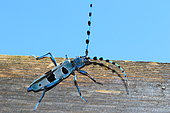 Rosalia longicorn (Rosalia alpina) on wood, France