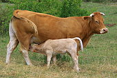 Limousine cow and calf milking in a meadow, France