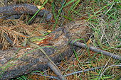 Western Green Lizard (Lacerta bilineata) on dead wood, France