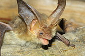 Alpine long-eared bat (Plecotus alpinus) portrait, France