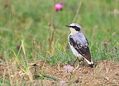 Northern wheatear (Oenanthe oenanthe) on ground, France