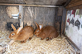 Domestic rabbits 'Fauve de Bourgogne' in a hutch, Pas de Calais, France