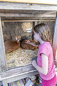 Girl stroking domestic rabbits' Fauve de Bourgogne' in a hutch, Pas de Calais, France