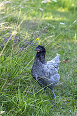 Young hen Blanc Bleu France (BBF) in a garden in summer, Vosges, France