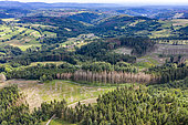 Spruce trees attacked by bark beetles in the Vosges mountains in summer, Haute-Saône, France