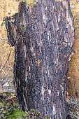 Traces of bark beetle on a spruce bark in summer, Vosges, France