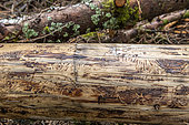 Traces of bark beetle on a spruce trunk in summer, Vosges, France