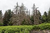 Spruce attacked by bark beetles in summer, The 2 bark beetles responsible for damage to spruce trees are the calcograph and the typograph, Vosges, France