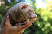 Ferret hanging, France