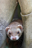 Portrait of a ferret, France