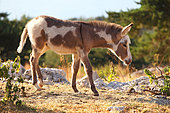 Donkey in a meadow, Vaucluse, France