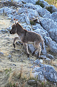 Provence donkey, colt on rock, Vaucluse, France