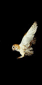 Barn owl (Tyto alba), Flight decomposition on a black background