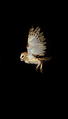 Barn owl (Tyto alba), Flight decomposition on a black background