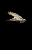 Barn owl (Tyto alba), Flight decomposition on a black background