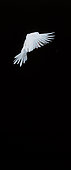 White dove (Columba livia) in flight, Movement decomposition