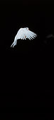 White dove (Columba livia) in flight, Movement decomposition