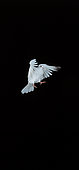 White dove (Columba livia) in flight, Movement decomposition