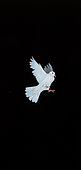 White dove (Columba livia) in flight, Movement decomposition