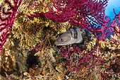 Forkbeard, (Phycis phycis) and Red sea fan, (Paramuricea clavata), Vis Island, Croatia, Adriatic Sea, Mediterranean