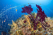 Fishing net on a Red sea fan, (Paramuricea clavata) und Yellow gorgonian, (Eunicella cavolini), Vis Island, Croatia, Adriatic Sea, Mediterranean