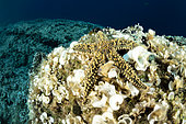 Spiny starfish, (Marthasterias glacialis), Vis Island, Croatia, Adriatic Sea, Mediterranean