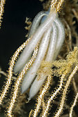 Common squid eggs (Loligo vulgaris) attached on a sea fan, Vis Island, Croatia, Adriatic Sea, Mediterranean