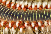 Detail of bearded fireworm, (Hermodice carunculata), Vis Island, Croatia, Adriatic Sea, Mediterranean