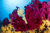 A branch of black coral, (Gerardia savaglia) sticking out from a red sea fan (Paramuricea clavata), wall of Bisevo dive site, Vis Island, Croatia, Adriatic Sea, Mediterranean