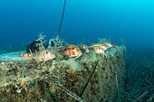 Swarm of striped red mullet or surmullet (Mullus surmuletus), in shallow water in front Komiza beach dive site, Vis Island, Croatia, Adriatic Sea, Mediterranean