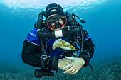 Rebreather diver and Common Cuttlefish, (Sepia officinalis), in shallow water in front Komiza beach dive site, Vis Island, Croatia, Adriatic Sea, Mediterranean