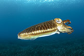 Common Cuttlefish, (Sepia officinalis), in shallow water in front Komiza beach dive site, Vis Island, Croatia, Adriatic Sea, Mediterranean