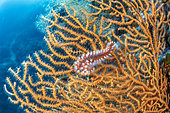 Bearded fireworm, (Hermodice carunculata), feeding on a yellow gorgonian, Eunicella cavolini, Stupiste In dive site, Vis Island, Croatia, Adriatic Sea, Mediterranean