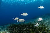 Swarm of sharpsnout seabream, (Diplodus puntazzo), Vis Island, Croatia, Adriatic Sea, Mediterranean