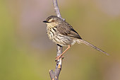 Karoo Prinia (Prinia maculosa), side view of an adult perched on a branch, Western Cape, South Africa