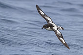 Cape Petrel (Daption capense), individual in flight over the sea, Western Cape, South Africa