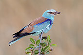 European Roller (Coracias garrulus), adult male perched on Crab Apple, Campania, Italy