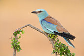 European Roller (Coracias garrulus), side view of an adult male perched on a branch, Campania, Italy
