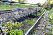 Growing carrots under chassis in summer, Vosges, France