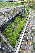 Growing carrots under chassis in summer, Vosges, France