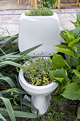 Wild Thyme (Thymus serpyllum) growing in a WC in the garden in summer, Vosges, France