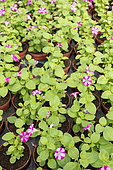 Petunia Surfinia bicolor flowers in pots in a greenhouse, in spring, Pas de Calais, France