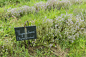 Lemon thyme (Thymus citriodorus) in a garden in summer, Vosges, France